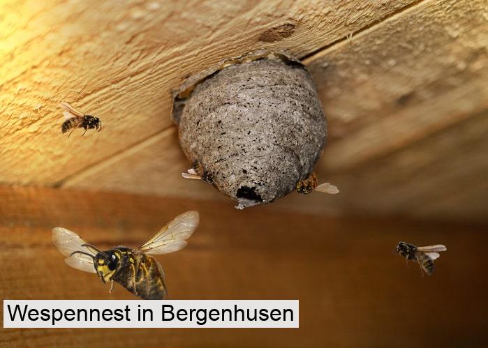 Wespennest in Bergenhusen